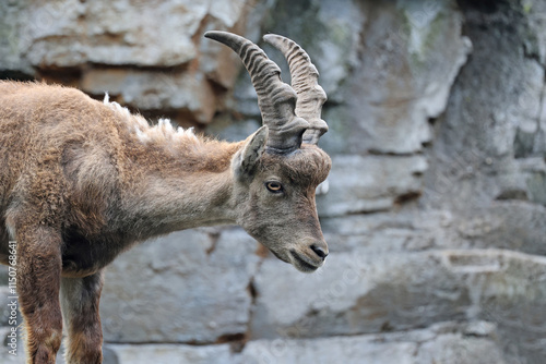 Obraz na płótnie An Alpine Ibex (Capra Ibex) w salonie