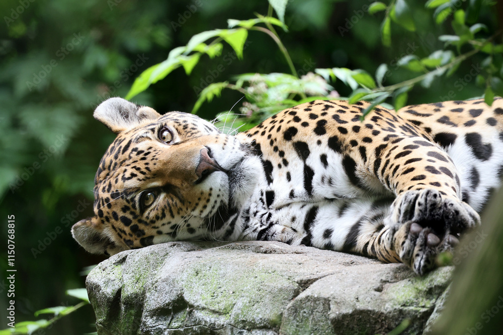 Jaguar (panthera onca) on stone in zoo