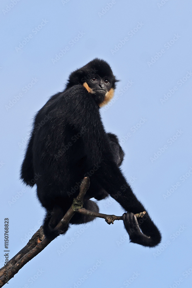Red-cheeked Gibbon (Nomascus gabriellae)