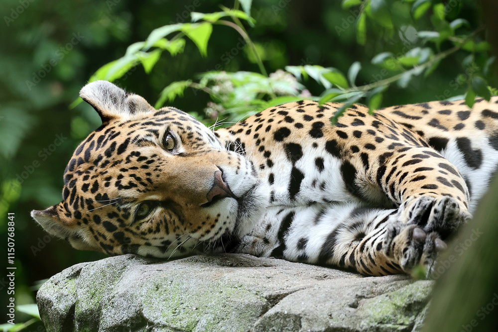 Jaguar (panthera onca) on stone in zoo