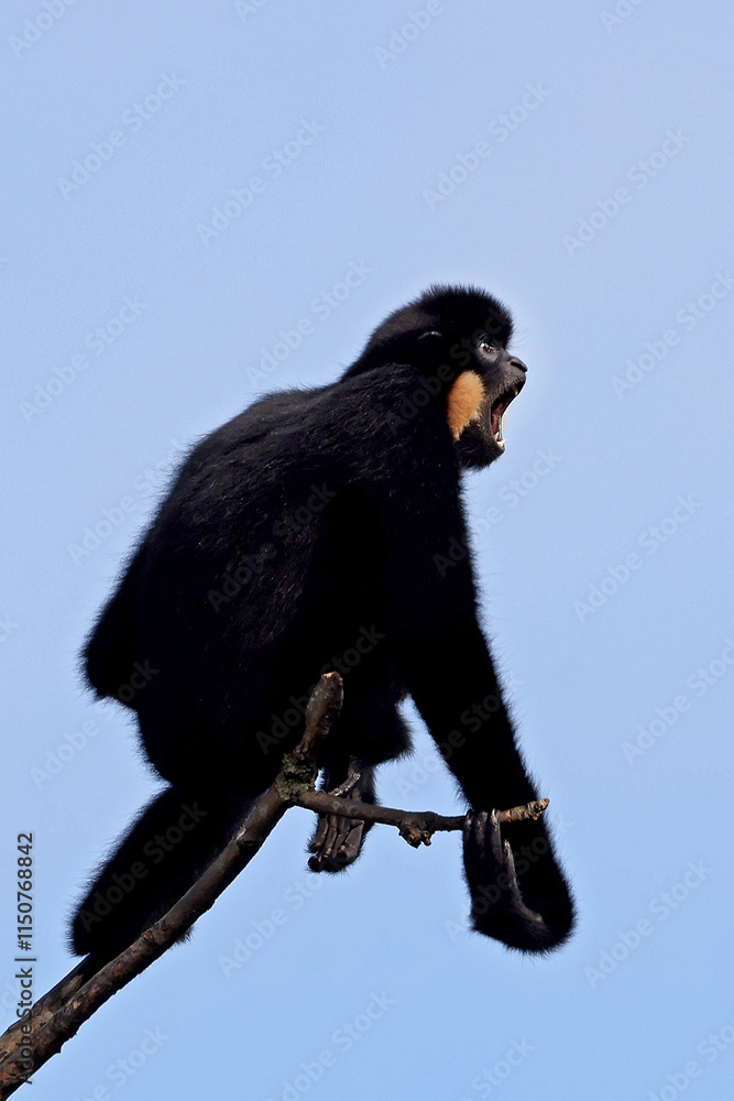 Red-cheeked Gibbon (Nomascus gabriellae)