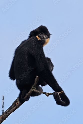 Obraz na płótnie Red-cheeked Gibbon (Nomascus gabriellae) w salonie