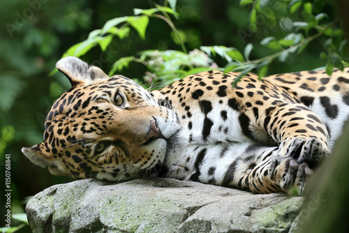 Obraz na płótnie Jaguar (panthera onca) on stone in zoo w salonie