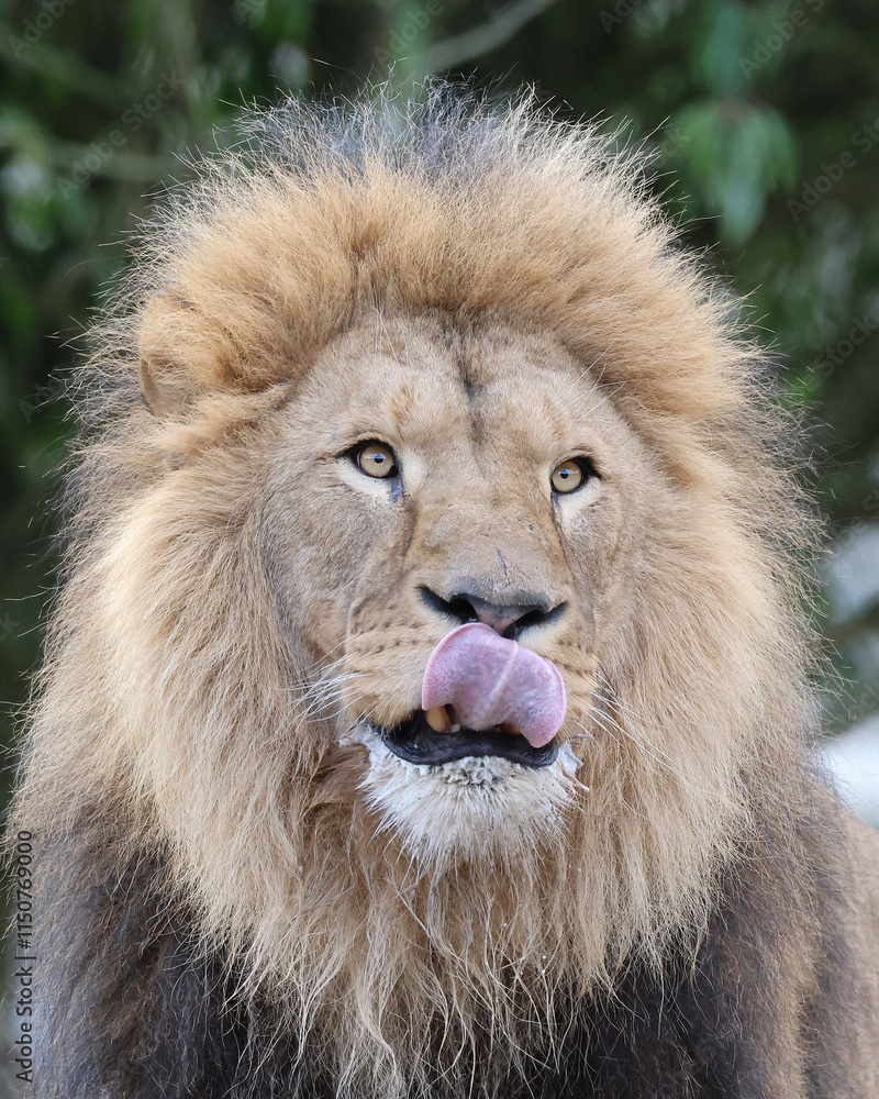 portrait of Lion (Panthera Leo), close up