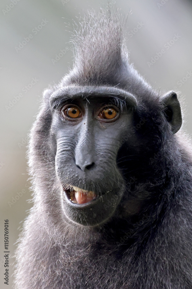Crested macaque (macaca nigra) youngster
