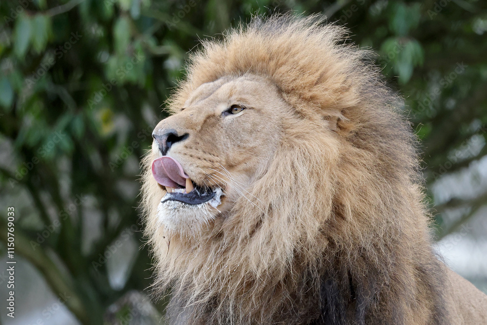 portrait of Lion (Panthera Leo), close up