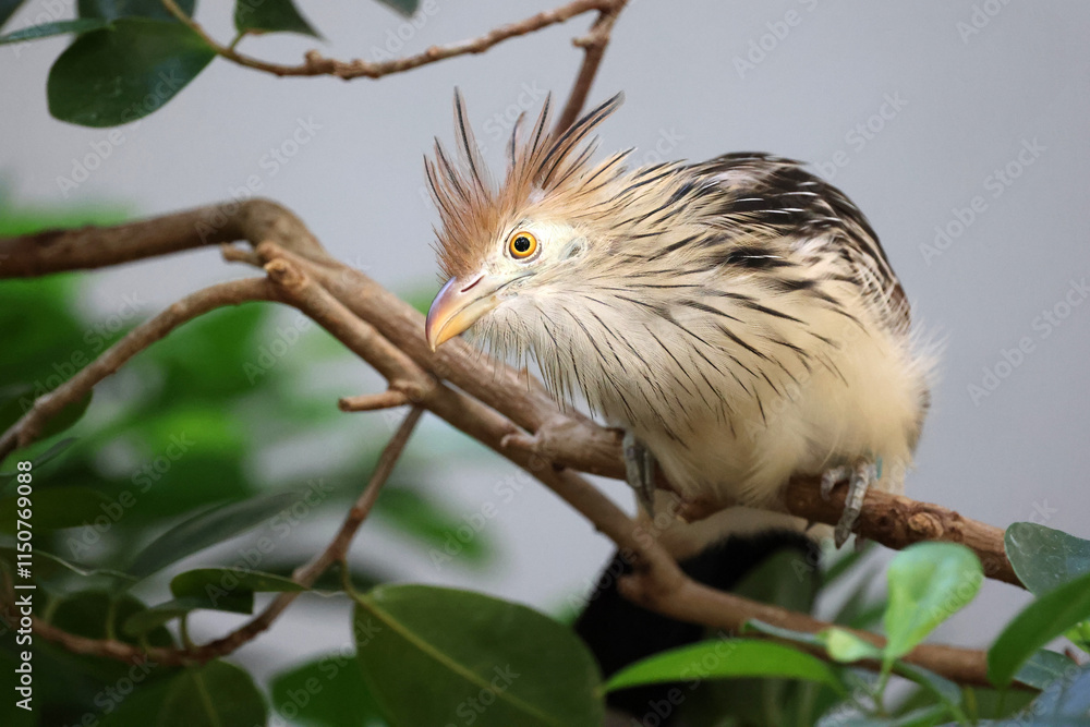 guira cuckoo (Guira guira) on tree branch