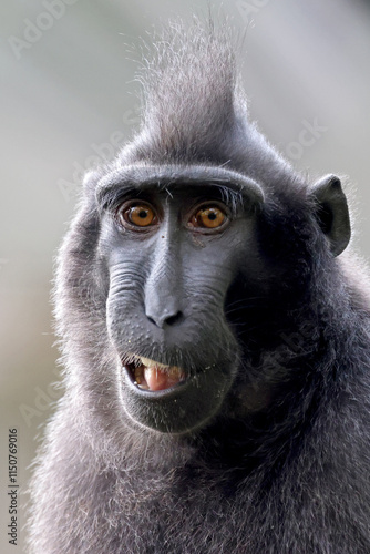 Crested macaque (macaca nigra) youngster