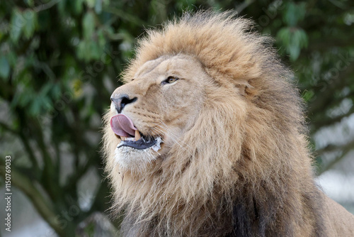 Obraz na płótnie portrait of Lion (Panthera Leo), close up w salonie