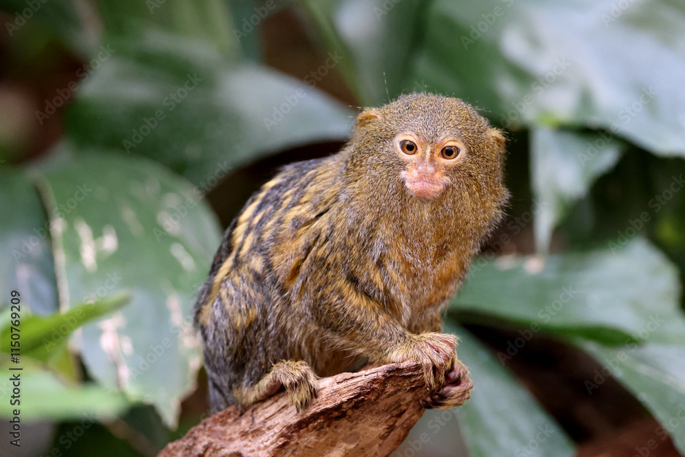 Pygmy marmoset (Cebuella) on tree branch