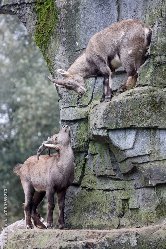 An Alpine Ibex (Capra Ibex)
