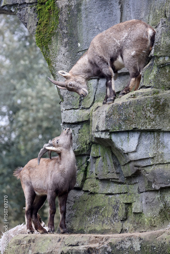 Obraz na płótnie An Alpine Ibex (Capra Ibex) w salonie