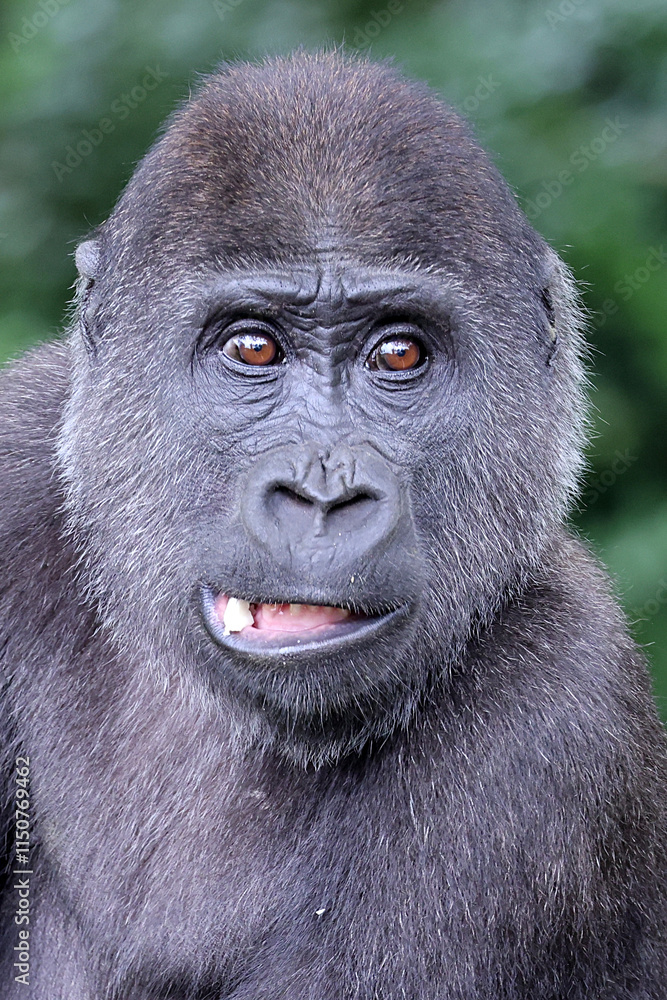 A young Western Lowland Gorilla