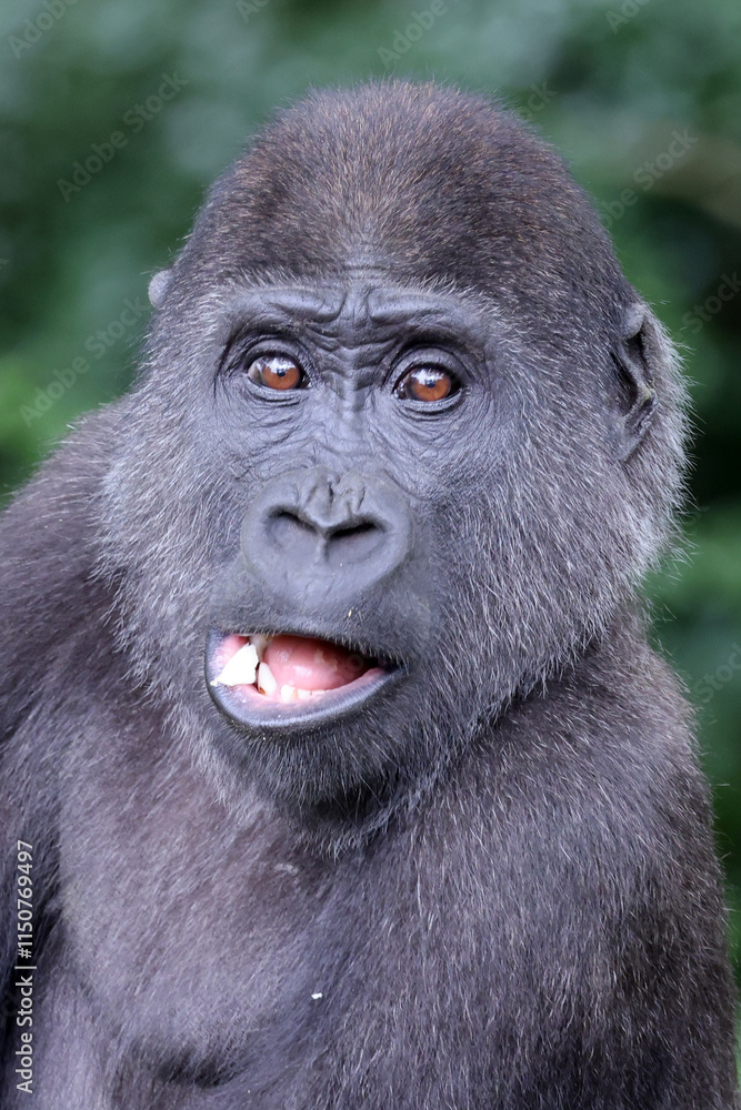 A young Western Lowland Gorilla