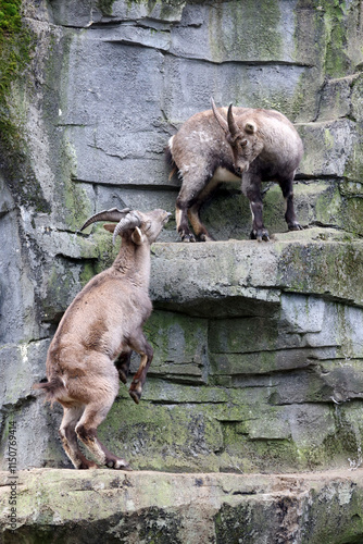 Obraz na płótnie An Alpine Ibex (Capra Ibex) w salonie