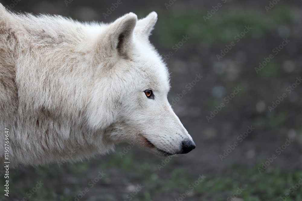 Hudson Bay wolf (Canis lupus hudsonicus)