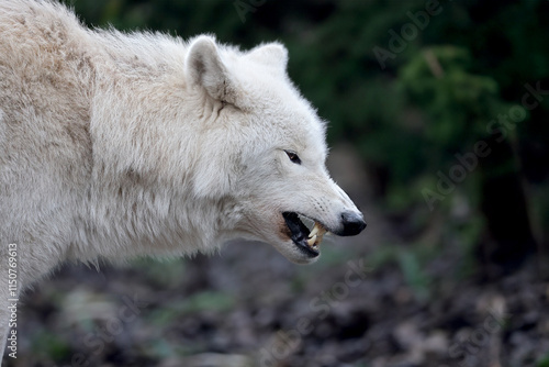Obraz na płótnie Hudson Bay wolf (Canis lupus hudsonicus) w salonie