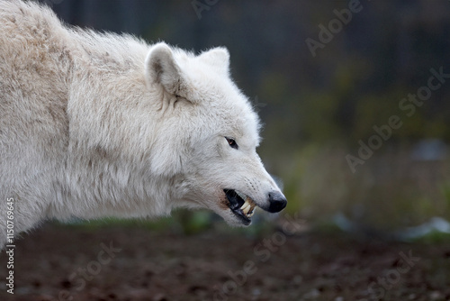 Obraz na płótnie Hudson Bay wolf (Canis lupus hudsonicus) w salonie