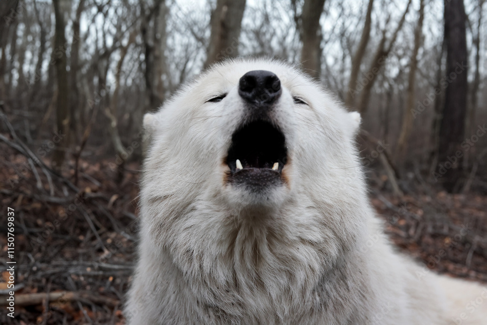 Howling Hudson Bay wolf (Canis lupus hudsonicus)