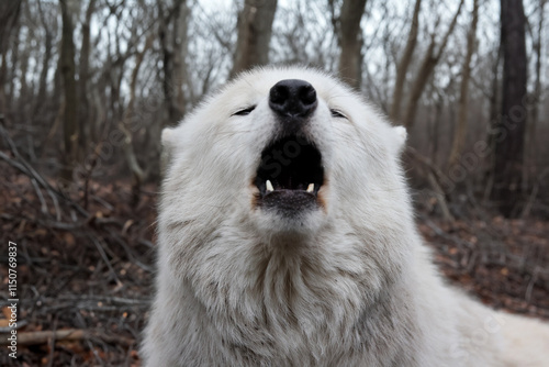 Obraz na płótnie Howling Hudson Bay wolf (Canis lupus hudsonicus) w salonie