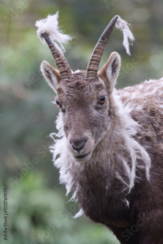 Obraz na płótnie Alpine Ibex (Capra Ibex) in the moult w salonie
