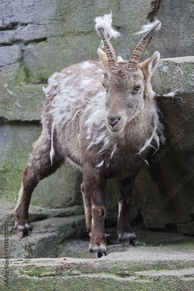 Alpine Ibex (Capra Ibex) in the moult
