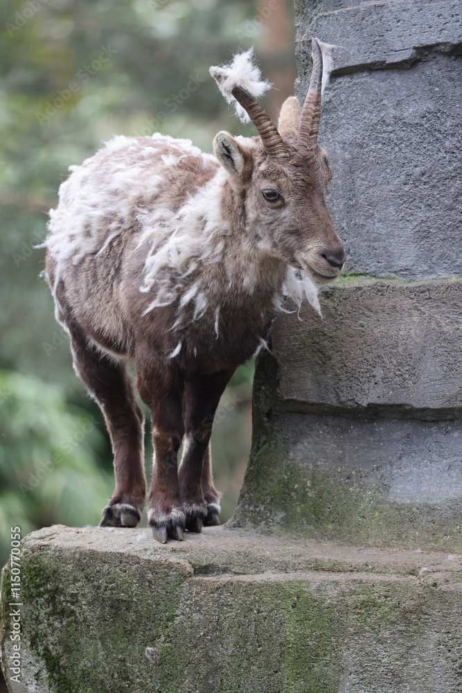 Alpine Ibex (Capra Ibex) in the moult
