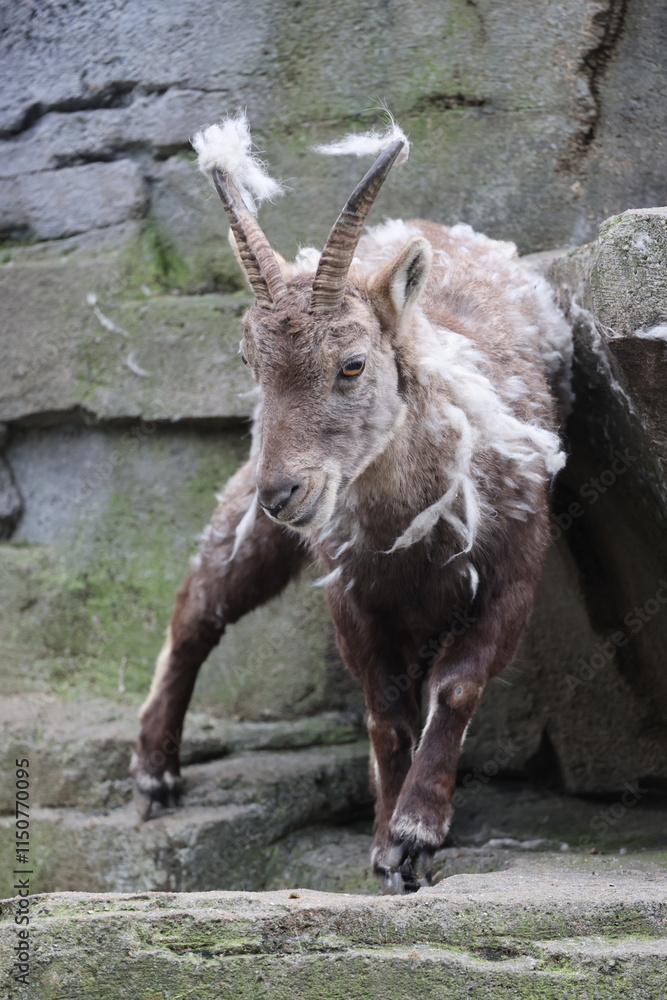 Alpine Ibex (Capra Ibex) in the moult