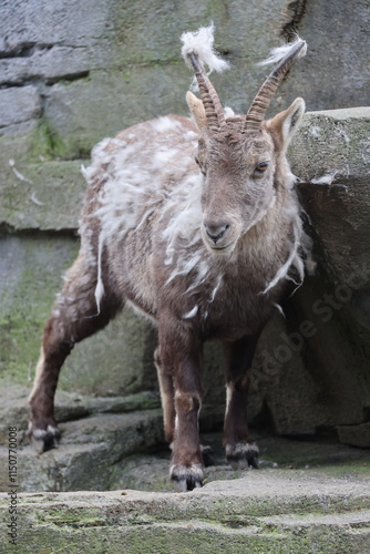 Obraz na płótnie Alpine Ibex (Capra Ibex) in the moult w salonie