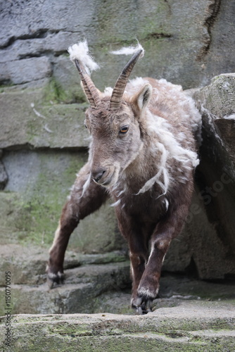 Obraz na płótnie Alpine Ibex (Capra Ibex) in the moult w salonie