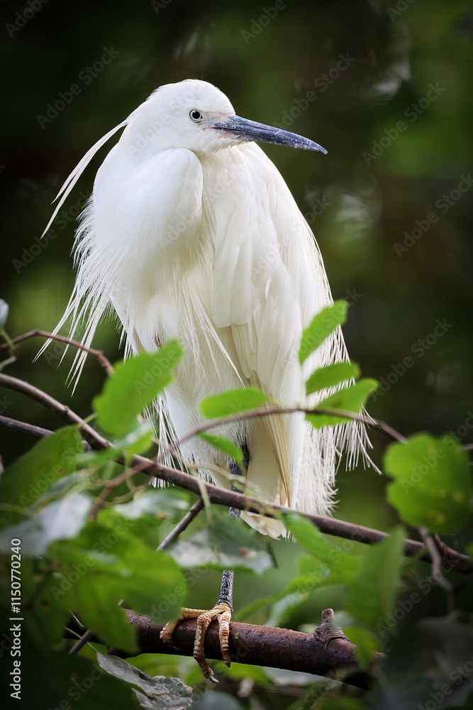 The little egret (Egretta garzetta) on tree branch