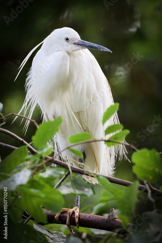 Obraz na płótnie The little egret (Egretta garzetta) on tree branch w salonie