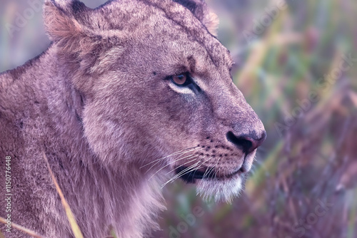 Canvas Print portrait of a lioness