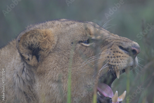 Lioness growling