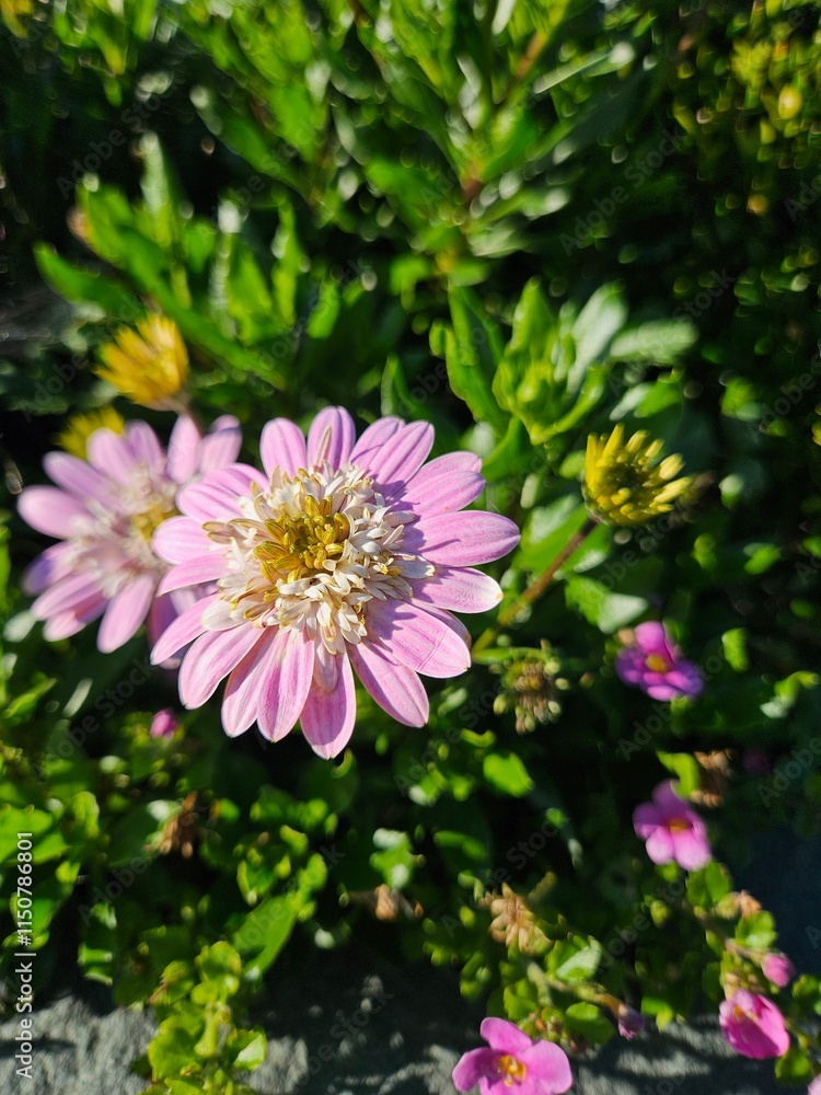 Fototapeta premium Flower pink