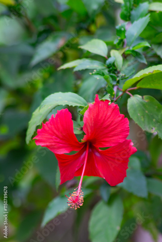 Hibiscus rosa-sinensis, known as Chinese hibiscus, China rose, Hawaiian hibiscus, rose mallow and shoeblack plant. In Indonesia it's called kembang sepatu merah. photo