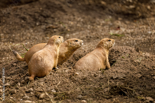 Prairie dog social group. Adult black-tailed prairie dogs, Cynomys ludovicianus, sitting near burrow. Ground squirrel in nature habitat. Wildlife. Keystone species in North America. Alert mammal. photo