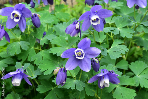 日陰の庭に咲くオダマキの花 photo