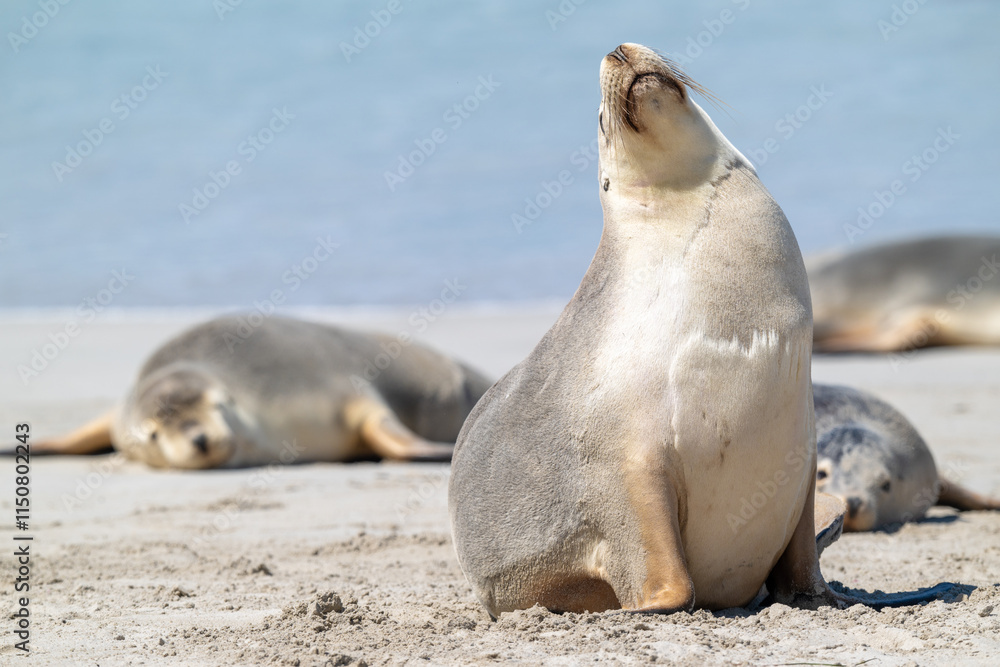 Naklejka premium Australian Sea Lion, Seal Bay, Kangaroo Island, South Australia, native coastal ocean seal. wildlife eco tourism travel destination