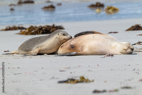 Australian Sea Lion, pup feeding nursing mother, Seal Bay, Kangaroo Island, South Australia, native coastal ocean seal, wildlife eco tourism travel destination photo