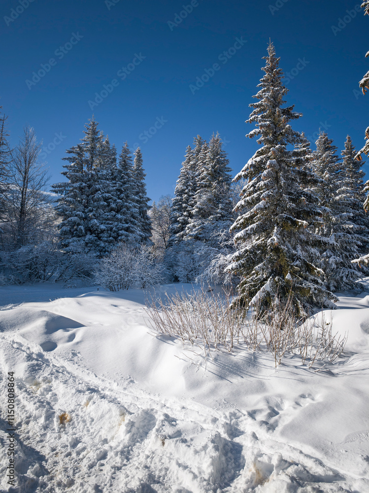 Obraz premium Winter landscape of Vitosha Mountain, Bulgaria