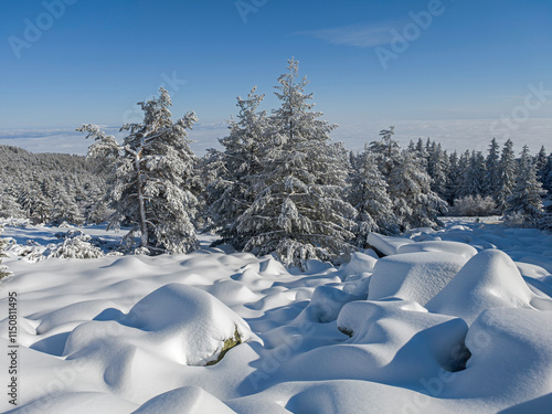 Winter landscape of Vitosha Mountain, Bulgaria photo