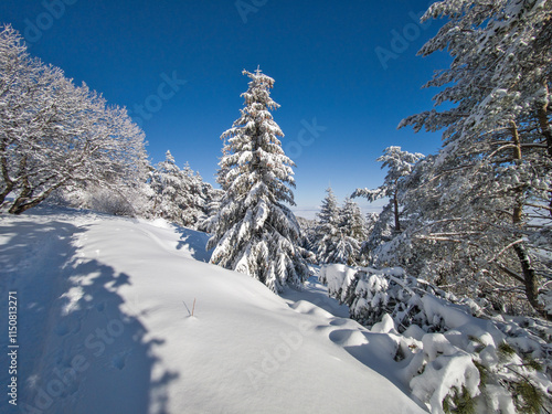 Winter landscape of Vitosha Mountain, Bulgaria photo