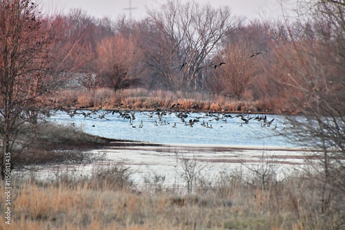 Wallpaper Mural Geese on a Lake Torontodigital.ca