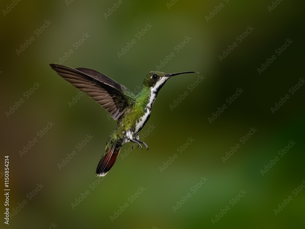 Black-throated Mango Hummingbird in flight on green background Black-throated Mango Hummingbird in flight on green background