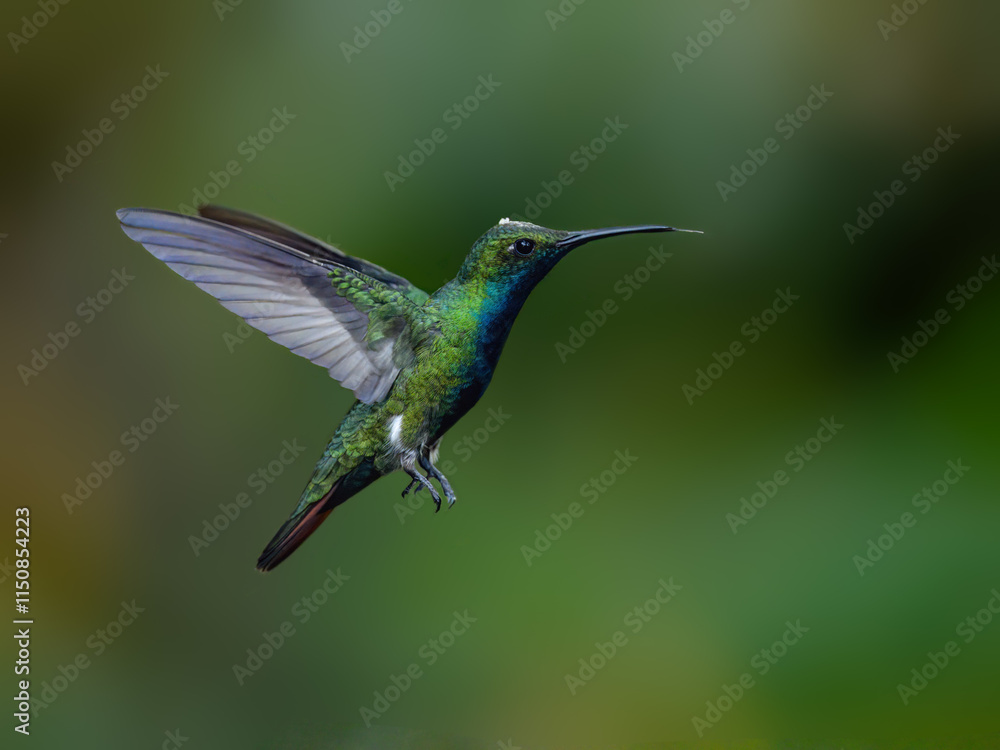 Green-breasted Mango in flight on green background Green-breasted Mango in flight on green background