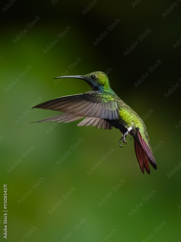 Fototapeta premium Green-breasted Mango in flight on green background
