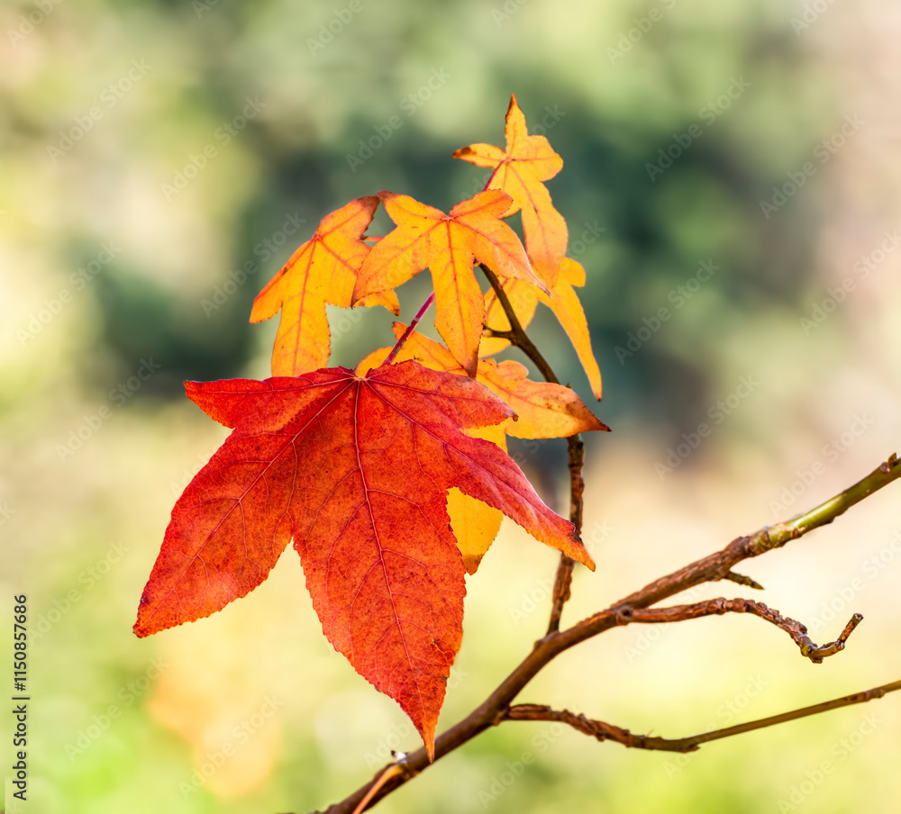Beautiful Fall leaves