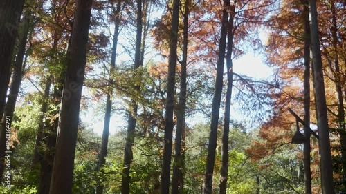 秋の風景