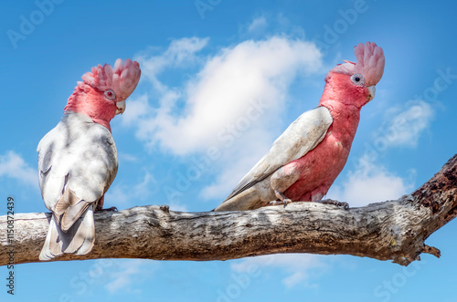 Obraz na płótnie The galah, less commonly known as the pink and grey cockatoo or rose-breasted cockatoo, is an Australian species of cockatoo w salonie